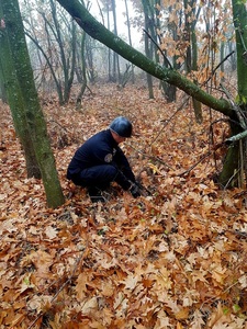 Giurgiu: Trei proiectile explozive, găsite în pădurea Băneasa