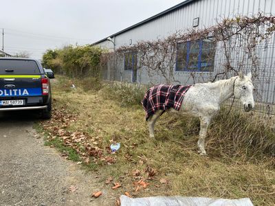 Călăraşi: Cal lăsat să agonizeze pe marginea drumului, salvat de poliţiştii de la Protecţia Animalelor. Proprietarul a fost amendat
