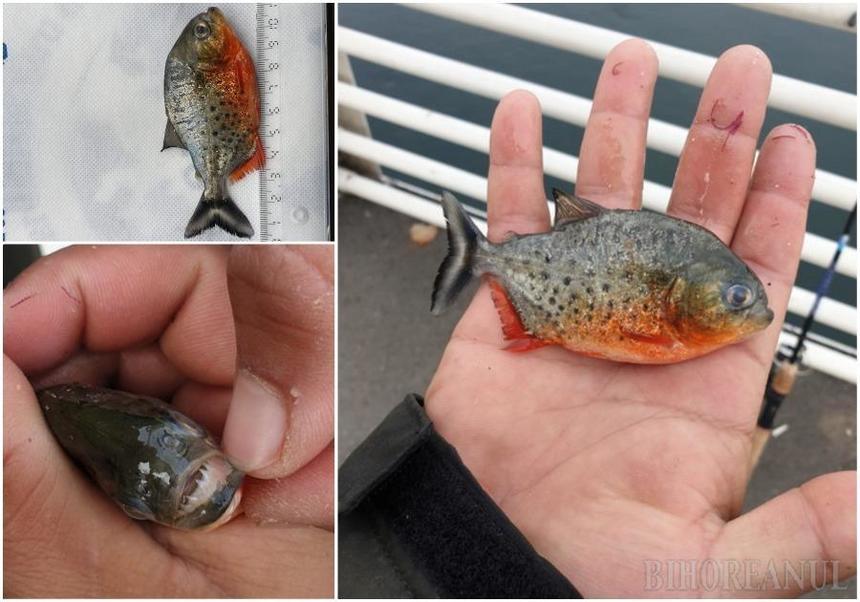 Un exemplar de Piranha cu burtă roşie, specie de peşte agresivă, originară din America de Sud, găsit în apa Crişului Repede