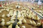 Prahova: Amendă de 100.000 de lei dată de comisarii de mediu unei ferme de păsări, după ce localnicii s-au plâns de mirosul emanat