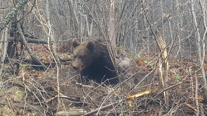 Bistriţa Năsăud: Urs prin într-un laţ, pe marginea unui drum judeţean, tranchilizat şi eliberat de către autorităţi - FOTO, VIDEO
