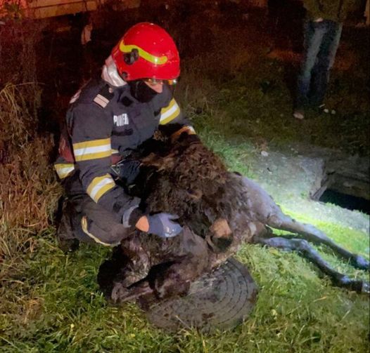 Hunedoara: Pompierii au salvat un măgăruş căzut într-un canal din oraşul Brad - FOTO
