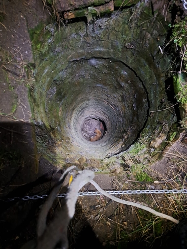 Căţel căzut într-o fântână adâncă de 10 metri, salvat de pompierii din Arad