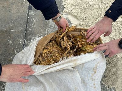 Călăraşi: 57 de saci încărcaţi cu frunze de tutun, ascunşi în semiremorca unui TIR printre încărcătura de nisip, descoperiţi de politiştii de frontieră