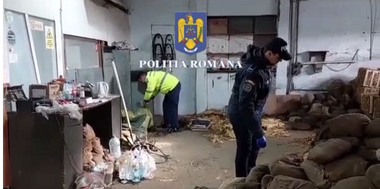 Ilfov – 9 persoane, prinse în flagrant în timp ce tocau tutun într-o hală din Popeşti Leordeni / 8 tone de frunze de tutun şi 1 tonă de tutun tocat, descoperite în hală

