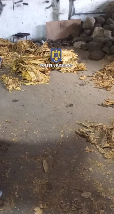Poliţiştii au descoperit de la începutul anului peste şapte tone de tutun, prelucrat în condiţii insalubre - FOTO

