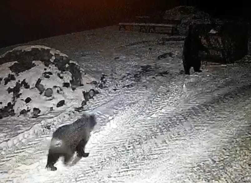 Trei urşi au escaladat gardul Grădinii Zoologice din Târgu Mureş şi au căutat în pubele - FOTO