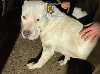 Mureş: Percheziţii la persoane suspectate de folosirea animalelor vii pentru dresajul altor animale sau pentru a le controla agresivitatea / Cîinio periculoşi, care au fost fotografiaţi ucigând alte an imale, oferiţi spre vânzare pe reţelele de socializare
