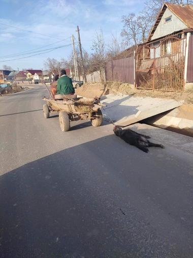 Bacău: Bărbat reţinut după ce a ucis un câine pe care l-a legat de o căruţă şi l-a târât pe drum. Dosarul, deschis în urma unor imagini apărute pe reţelele de socializare