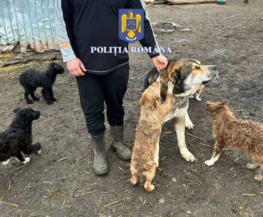 Olt: Descinderi ale Poliţiei la locuinţele unui bărbat suspectat că a supus mai mulţi câini unor operaţii ilegale şi că îi dresa folosind animale vii
