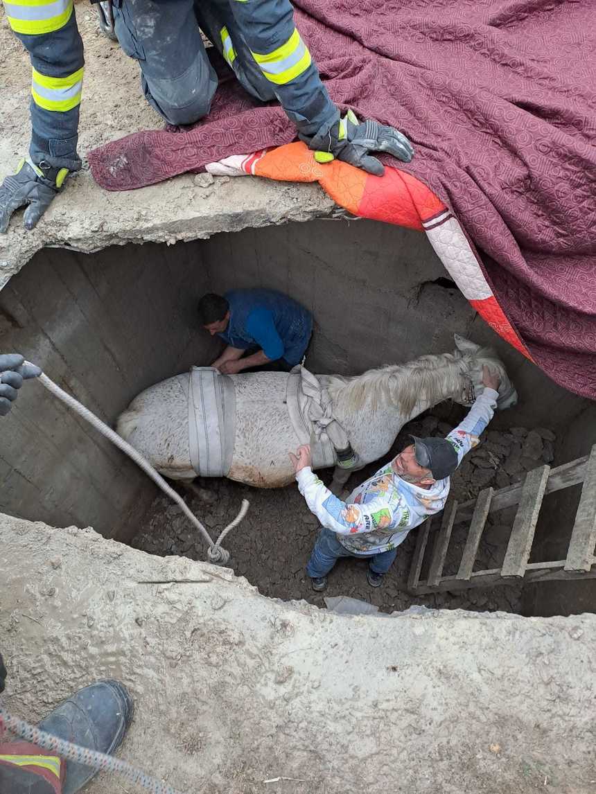 Prahova: O iapă gestantă a căzut într-o fosă septică, la patru metri adâncime / Animalul, salvat de pompieri