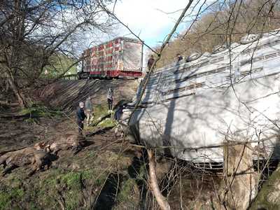 Mureş: Camion încărcat cu animale, răsturnat pe DN 13 - FOTO