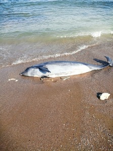 UPDATE - Delfini găsiţi morţi pe plaja din Eforie şi Constanţa / Ei aveau urmele de plasă pe suprafaţa corpului