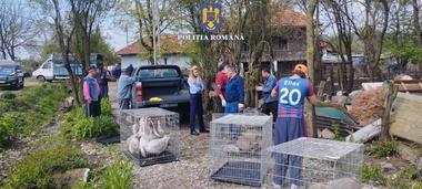 Zeci de animale şi păsări ţinute fără hrană, unele bolnave, salvate de autorităţi din curtea unui gorjean