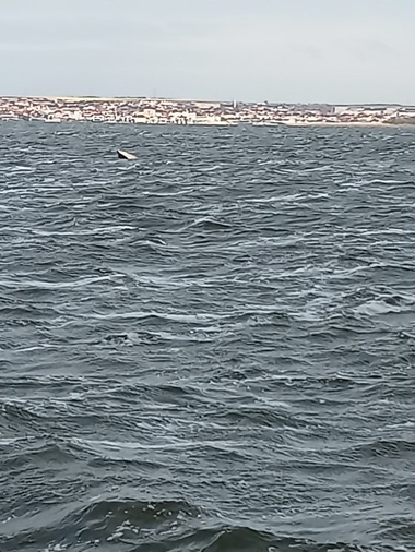 UPDATE - Pompierii, solicitaţi să intervină după ce o barcă pescărească s-a scufundat pe jumătate în Lacul Siutghiol din Mamaia / Barca a fost adusă la ţărm - FOTO, VIDEO
