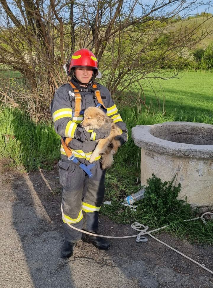 Tulcea: Pompierii au salvat un câine care căzuse într-o fântână de 12 metri care era secată - VIDEO
