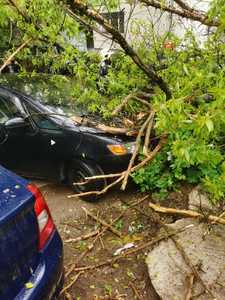 Iaşi: Un copac a căzut peste trei maşini parcate / Nu s-au înregistrat victime - FOTO