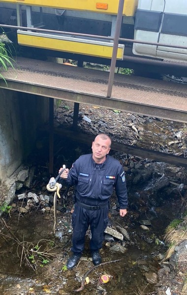 Caraş-Severin: Şarpe de un metru şi jumătate, găsit sub capota unei maşini/ Reptila a fost eliberată în mediul său natural