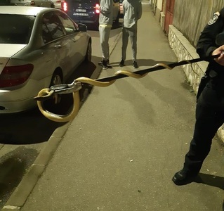 Un şarpe de 1,5 metri, scos de jandarmii din Mehedinţi, de la motorul unei maşini - FOTO

