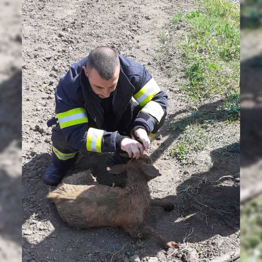 Giurgiu: Capră care a căzut într-o fântână adâncă de şapte metri, salvată de către pompieri - FOTO

