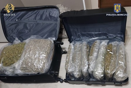 Peste 15 kilograme de cannabis, confiscate de poliţiştii şi procurorii DIICOT Oradea de la un cetăţean străin/ El este cercetat sub control judiciar