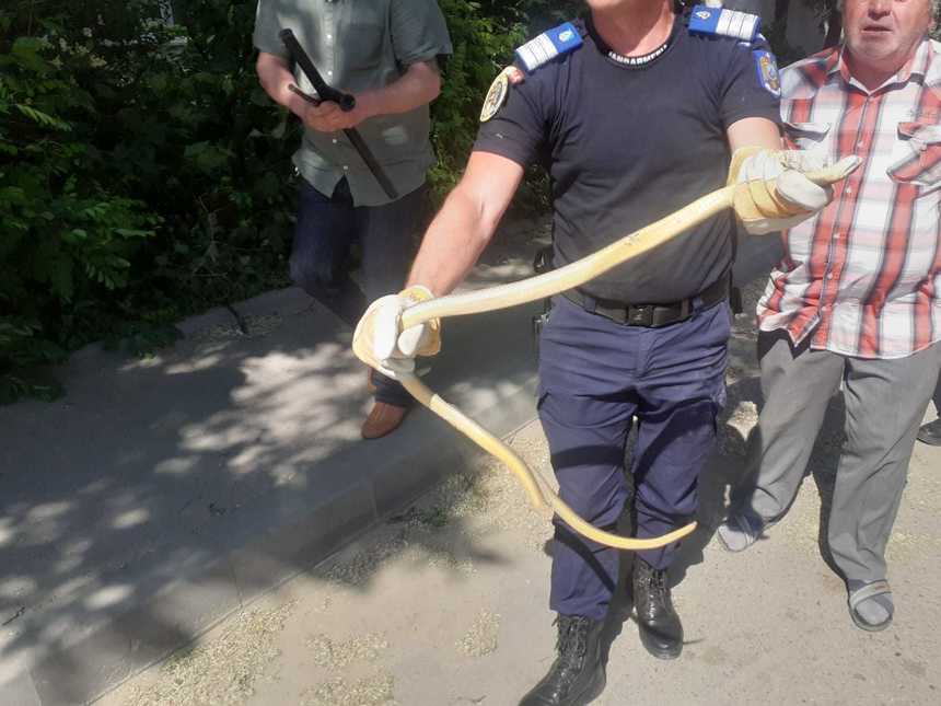 Vaslui: Intervenţie a pompierilor şi jandarmilor pentru prinderea unui şarpe aflat într-un copac, în apropierea unui bloc din Bârlad - FOTO
