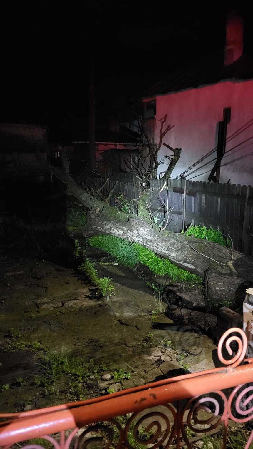 Argeş: Intervenţie a pompierilor la Câmpulung, după ce un copac a căzut peste firele electrice, afectând doi stâlpi