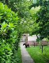 Un urs care a circulat în ultimele zile prin mai multe zone din municipiul Braşov a fost prins, luni dimineaţă / Animalul a ajuns într-o parcare supraetajată de unde a căzut / A fost grav rănit, fiind eutanasiat

