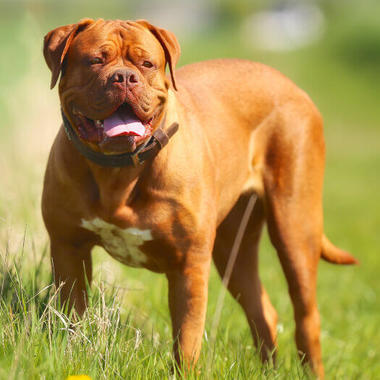 Dolj: Un bărbat a fost reţinut după ce a furat un câine rasa Dog de Bordeaux/ Animalul a fost restituit proprietarului 
