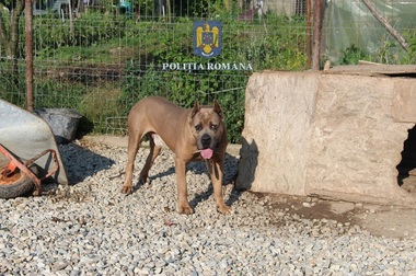 Medic veterinar din Craiova, bănuit că a făcut intervenţii chirurgicale asupra mai multor câini pentru a le modifica aspectul/ El este suspectat şi pentru că ar fi înscris date nereale în paşapoartele animalelor 
