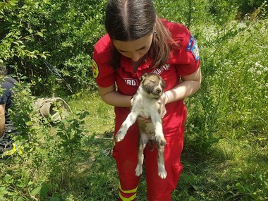 O căţeluşă şi un pui de câine căzuţi într-un puţ îngust şi foarte adânc de pe un teren viran de lângă Ploieşti, salvaţi de către pompierii prahoveni - FOTO