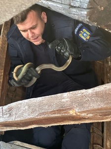 Argeş: Două intervenţii ale jandarmilor, joi, pentru îndepărtarea unor şerpi care intraseră în case, în localităţile Bradu şi Boţeşti - FOTO
