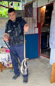 Mehedinţi: Intervenţie a jandarmilor pentru prinderea unui şarpe de peste un metru care a intrat într-o locuinţă