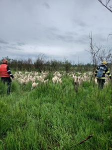 Maramureş: Acţiune a Salvamont pentru căutarea unui cioban care e dispărut de joi / S-a folosit inclusiv o dronă
