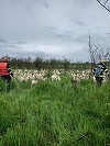 Maramureş: Acţiune a Salvamont pentru căutarea unui cioban care e dispărut de joi / S-a folosit inclusiv o dronă

