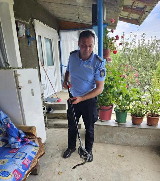 Mehedinţi: Intervenţii ale jandarmilor în două localităţi, pentru  îndepărtarea unor şerpi din gospodării - VIDEO