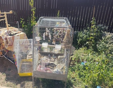Constanţa: Un iepure, un porcuşor de Guineea, 11 papagali şi o pisică, salvate de pompieri dintr-un incendiu  / Pisica a avut nevoie de mască de oxigen - FOTO
