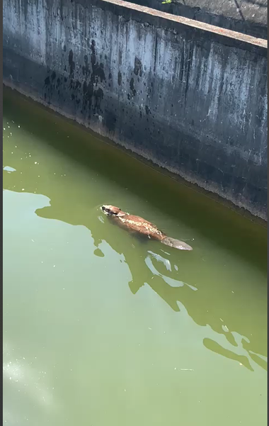 Hunedoara: Un castor, salvat de pompieri, după ce a intrat într-un bazin cu apă al unei staţii de tratare - FOTO, VIDEO