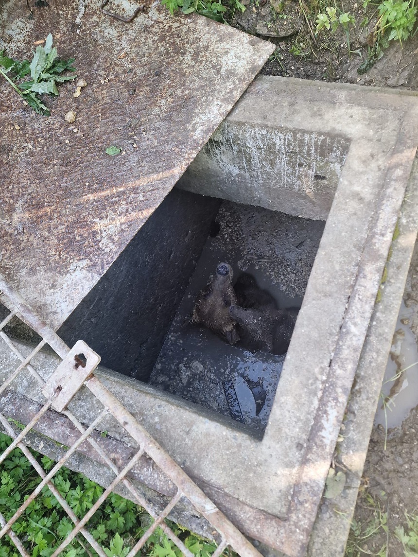 UPDATE - O ursoaică şi puiul ei au căzut într-o fosă septică neacoperită a unui restaurant din Sinaia / Ursoaica a încercat să îşi menţină puiul in viaţă ţinandu-l pe creştet - FOTO
