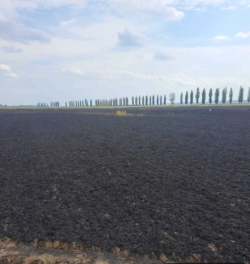 Neamţ: Lan de grâu distrus pe o suprafaţă de opt hectare din cauza unui incendiu
