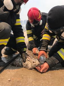 IGSU: Pompierii români au început intervenţiile în insula Rodos, acţionând pentru stingerea incendiilor din sud-estul insulei - FOTO, VIDEO