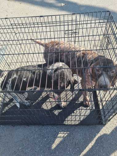 Gorj: 13 căini, ţinuţi de proprietar în condiţii improprii şi fără a fi îngrijiţi, preluaţi de poliţiştii de la Biroul pentru Protecţia Animalelor