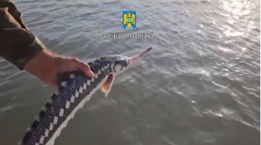 Şapte exemplare de sturion au fost salvate de poliţiştii de frontieră după ce au fost găsite în plase de pescuit,  în Delta Dunării - FOTO, VIDEO
