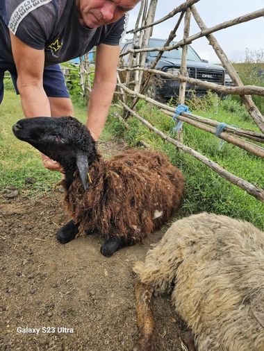 Animalele de la o stână din judeţul Dolj, atacate de şacali. Evaluarea făcută de autorităţi arată că 20 de oi şi capre au fost ucise, altele fiind rănite - FOTO, VIDEO