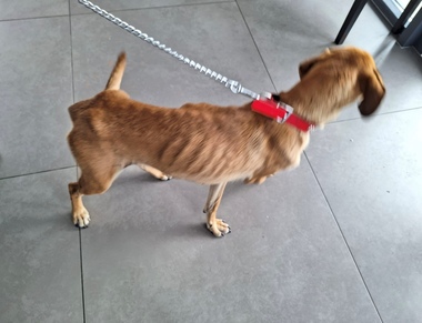 Bihor: Căţeluşă ţinută în condiţii improprii, fără mâncare şi apă, la temperaturi ridicate, salvată de poliţiştii de la Protecţia Animalelor 