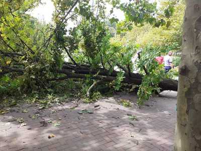 Bucureşti: Copac doborât de vânt, în Sectorul 3/ Un bărbat de 70 de ani a fost rănit, fiind transportat la spital