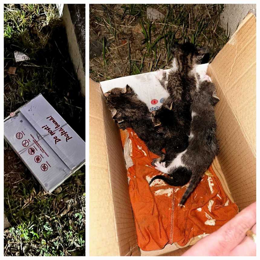 Botoşani: Bărbat de 48 de ani, amendat cu 5.000 de lei după ce a abandonat patru pui de pisică 