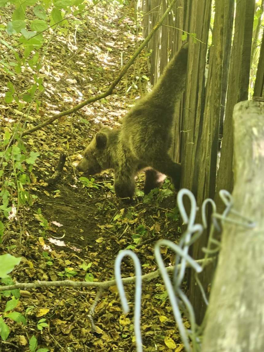 Vrancea: Intervenţie pentru eliberarea unui pui de urs prins într-un gard/ Ursoaica şi un alt pui se aflau în zonă, misiunea fiind riscantă - FOTO