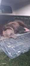 Argeş: Urs rămas captiv într-un gard, în localitatea Dragoslavele. Animalul a fost tranchilizat şi va fi relocat - FOTO, VIDEO