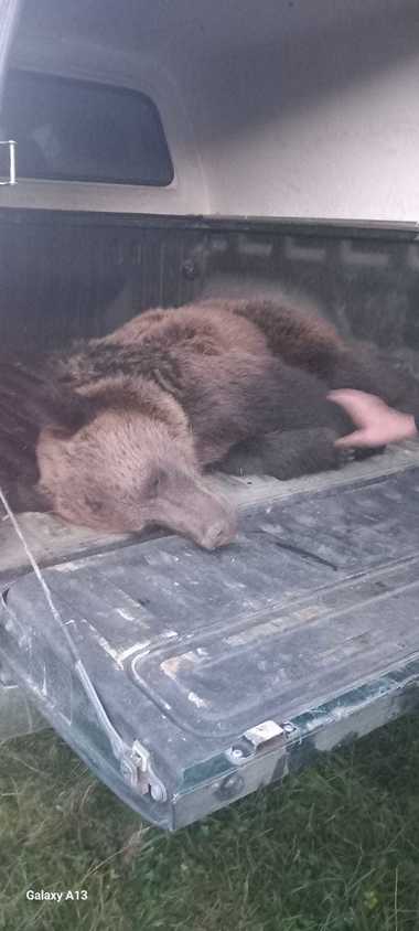 Argeş: Urs rămas captiv într-un gard, în localitatea Dragoslavele. Animalul a fost tranchilizat şi va fi relocat - FOTO, VIDEO